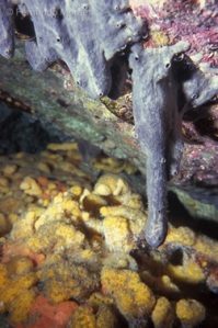 Esponja Plakinastrella microspiculifera (cinza) fotografada no Arquipélago de São Pedro e São Paulo,  Brasil. Essa espécie foi descrita por pesquisadores do Museu Nacional em 2003. Ao fundo, nota-se a  esponja Didiscus oxeata (amarela) no interior de uma toca.